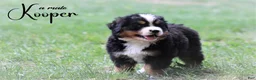 Bernese Mountain Dog dogs for sale: Bernese Mountain Dog 1 - Ad 1