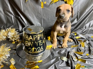 Great Dane dogs Professor Snape - Ad 37