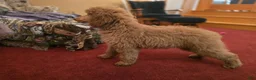 Standard Poodle dogs for sale: Holly - Ad 3