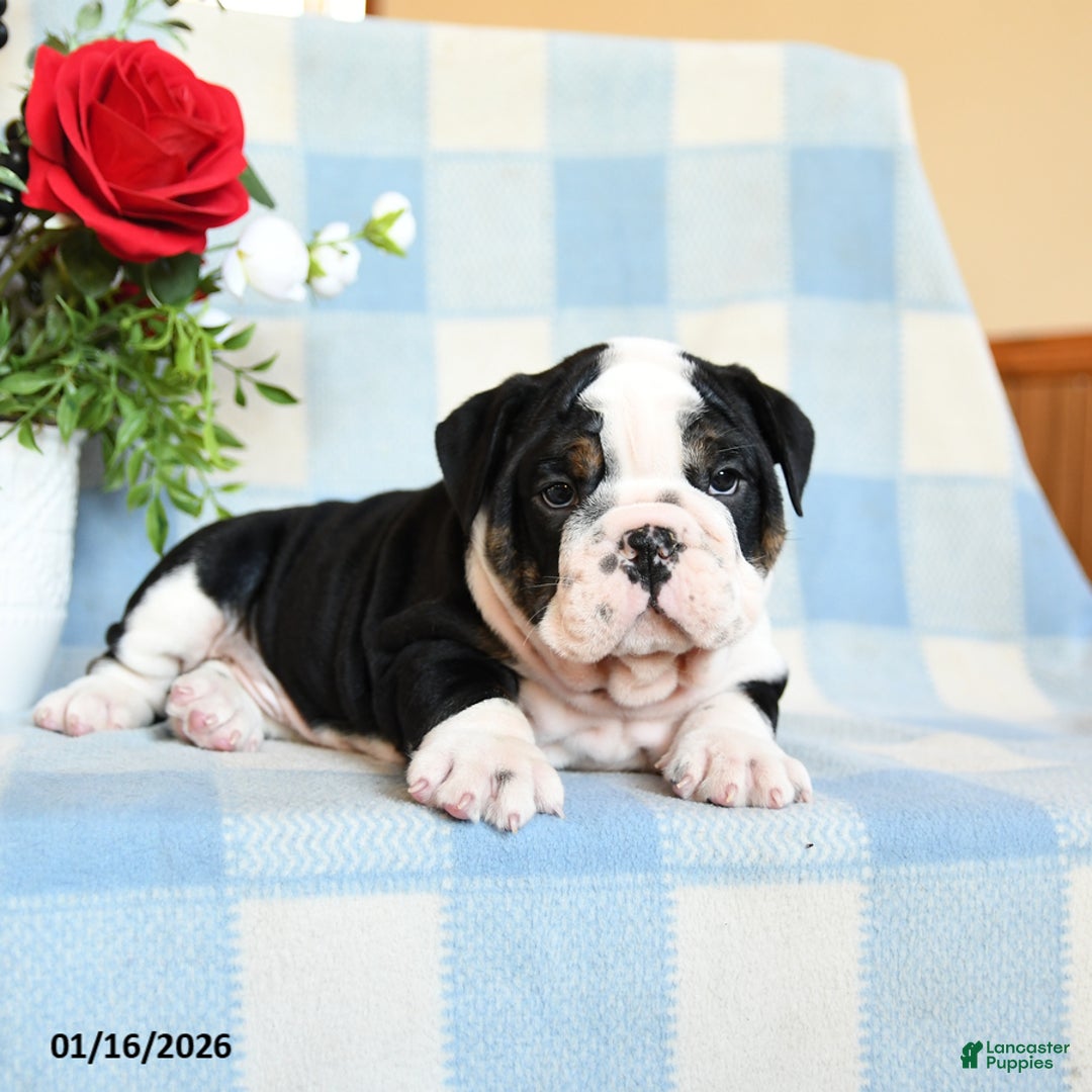 English Bulldog dogs for sale: Sam - Ad 2