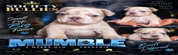French Bulldog dogs for sale: mumble - Ad 1