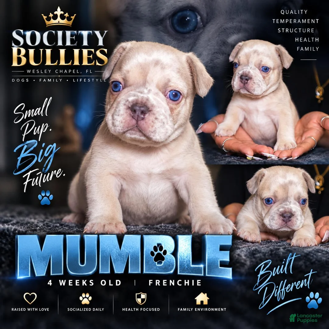 French Bulldog dogs for sale: mumble - Ad 1