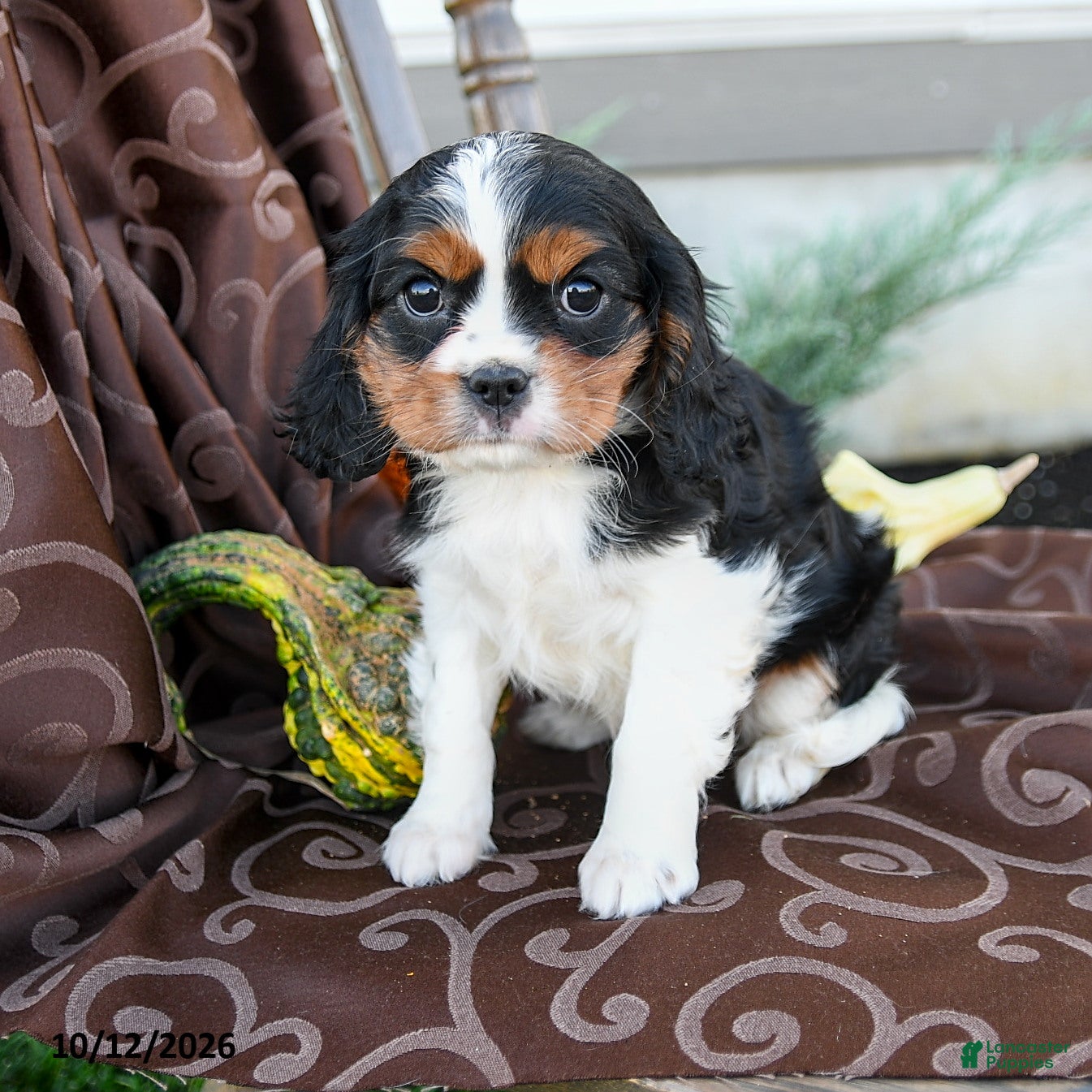 Cavalier King Charles Spaniel dogs Kayla - Ad 2