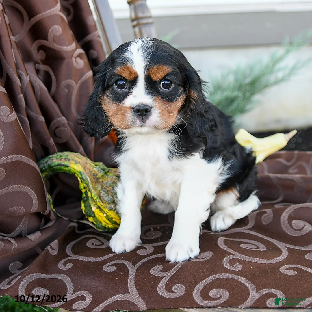 Cavalier King Charles Spaniel dogs for sale: Kayla - Ad 2