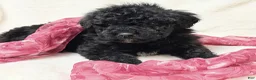 Mini Bernedoodle dogs for sale: Queenie - Ad 3