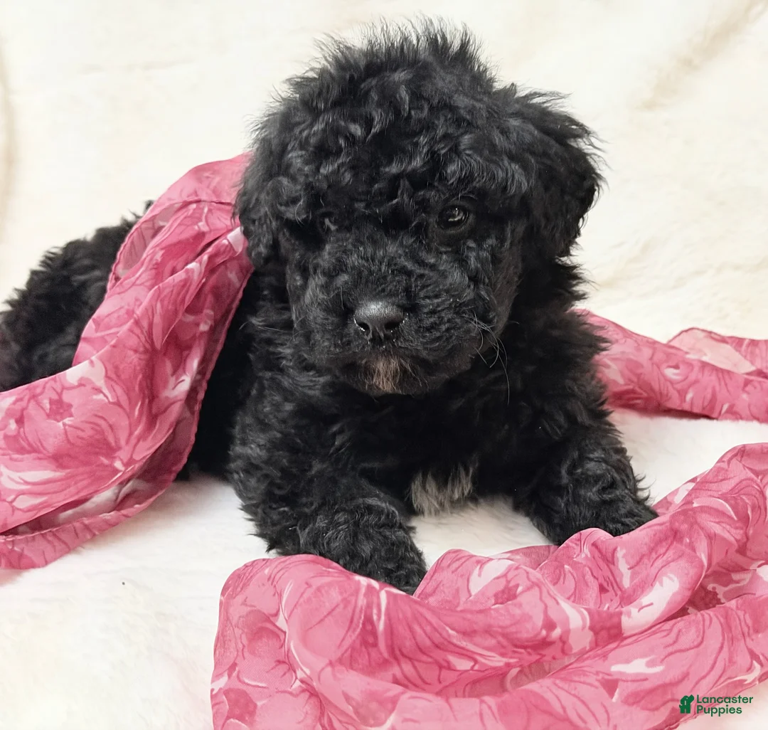Mini Bernedoodle dogs for sale: Queenie - Ad 3