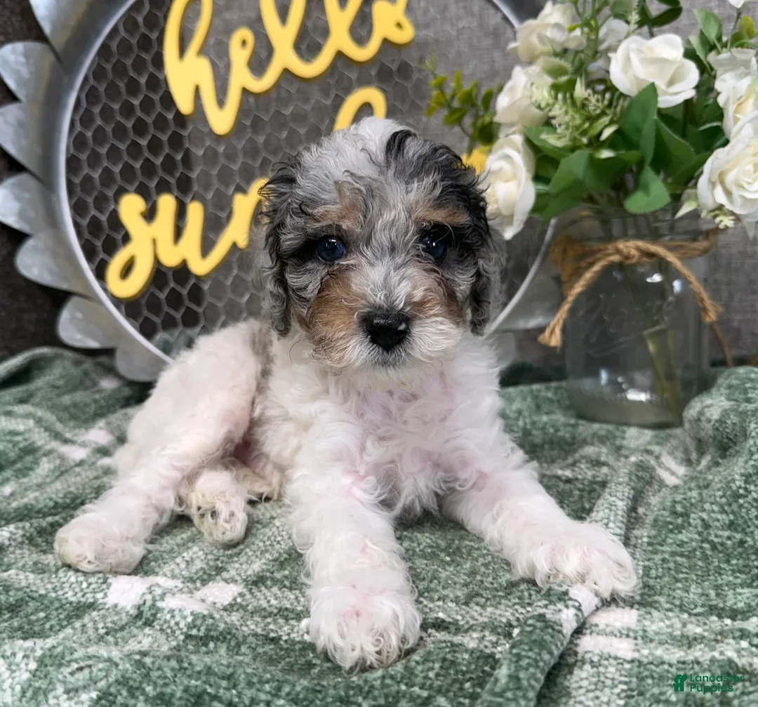 Miniature Poodle dogs for sale: Wesley - Ad 2