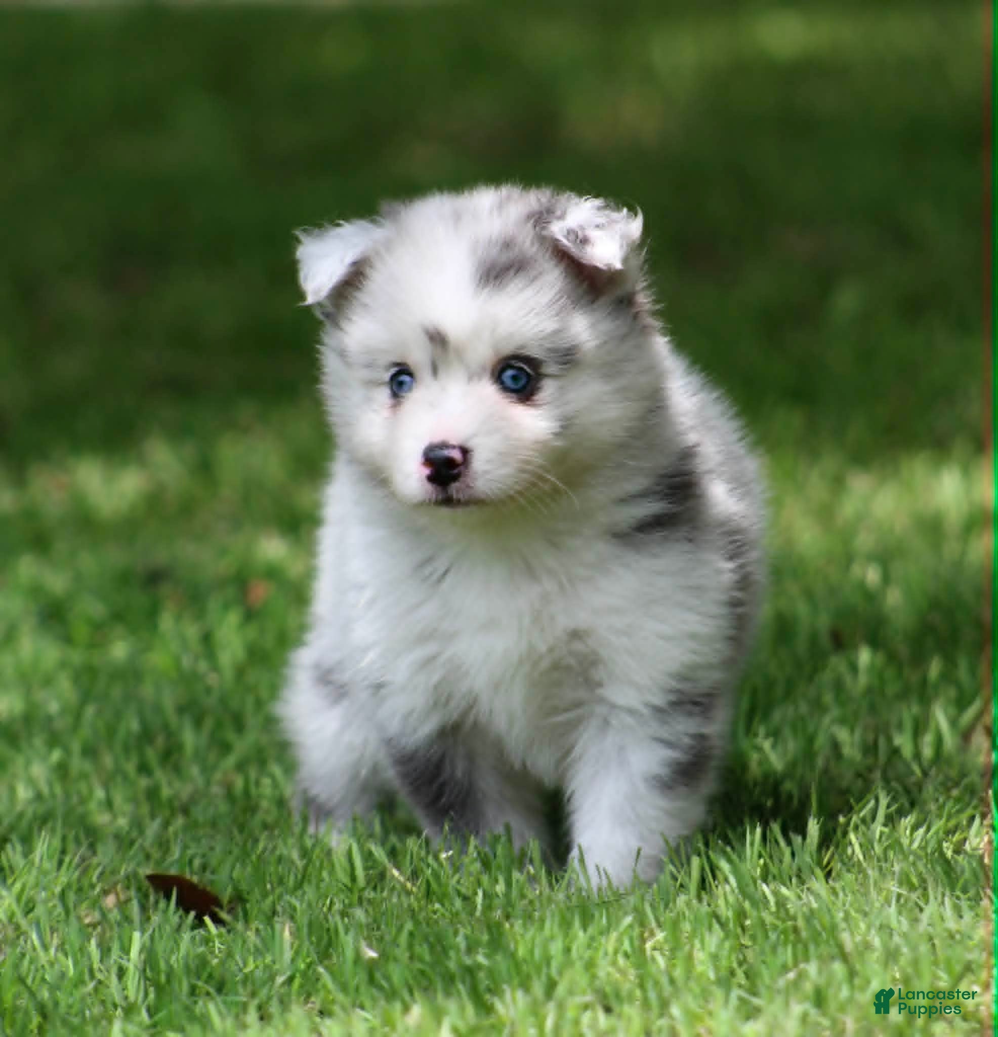 Pomsky dogs Lilly - Ad 2