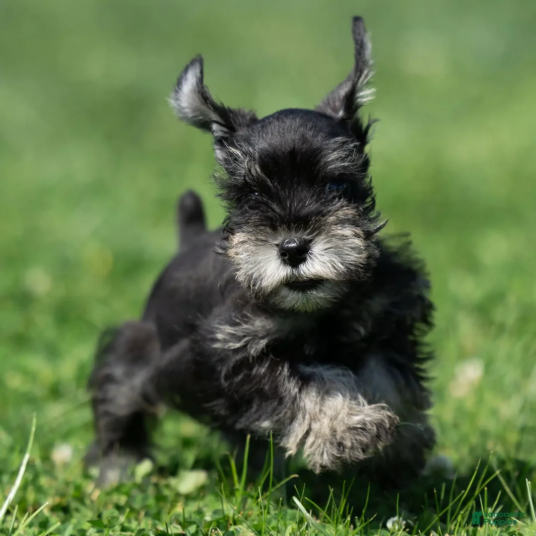 Miniature Schnauzer dogs for sale: Pirate - Ad 1