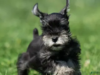 Miniature Schnauzer dogs Pirate - Ad 16