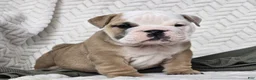 English Bulldog dogs for sale: Popcorn - Ad 3