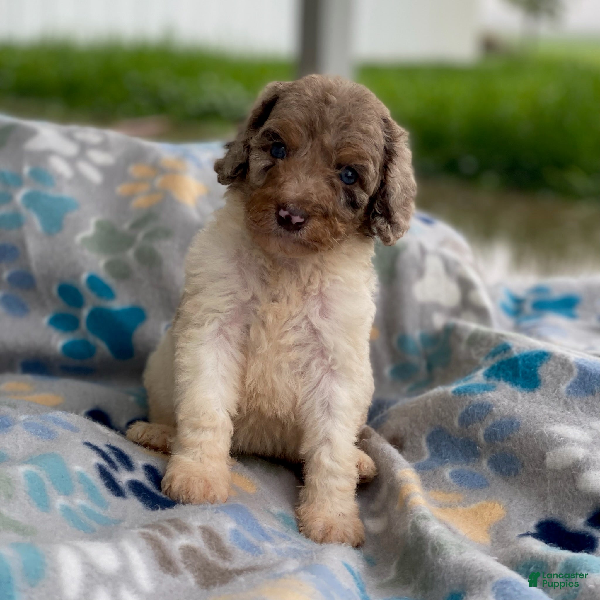 Standard Poodle dogs Maple - Ad 27