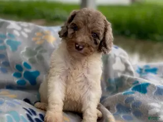 Standard Poodle dogs Maple - Ad 1