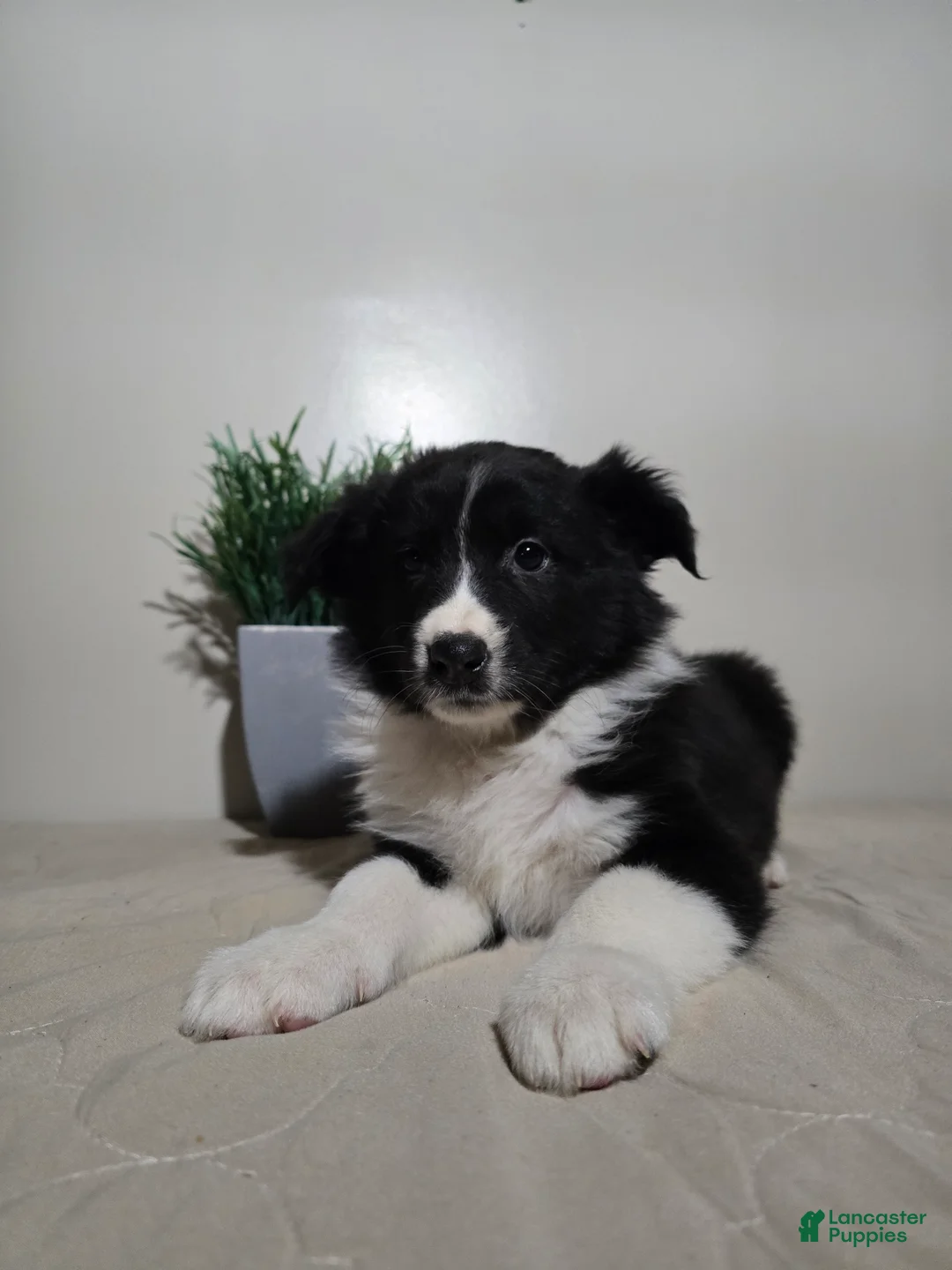 Australian Shepherd dogs for sale: Samantha  - Ad 4