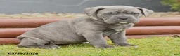 Cane Corso dogs for sale: Horizon - Ad 4