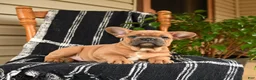 French Bulldog dogs for sale: Eeyore - Ad 5