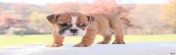 English Bulldog dogs for sale: Poppy - Ad 4