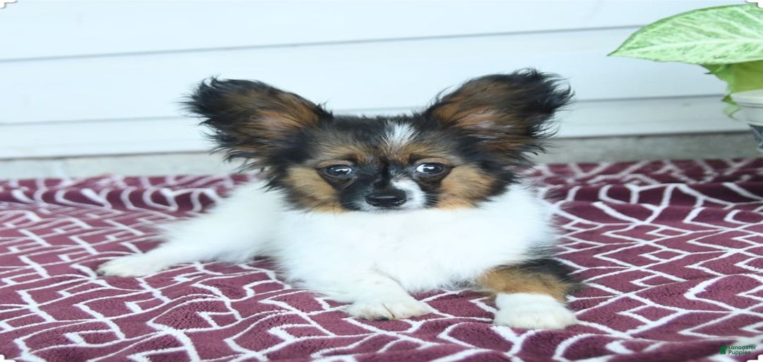 Gallery Image {{count}}