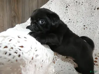 Pug dogs Pug Puppy 3 Mason - Ad 20