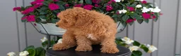 Toy Poodle dogs for sale: Tommy - Ad 4