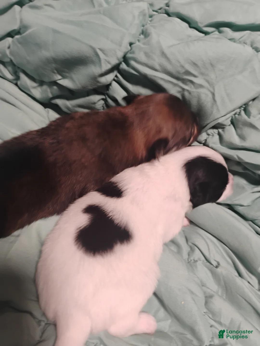 Pomeranian dogs for sale: Pomeranian 4 - Ad 1