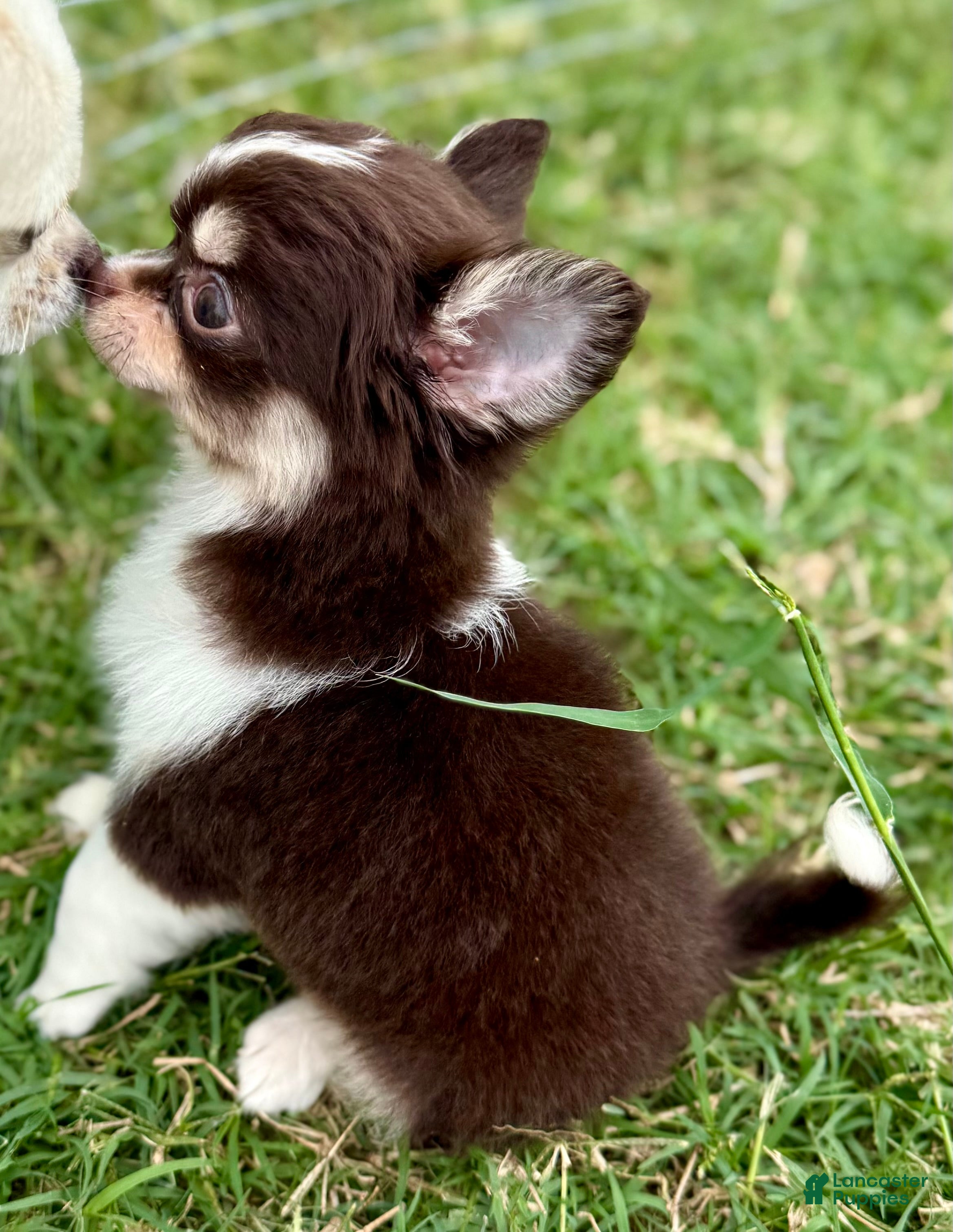 Chihuahua dogs Prince  - Ad 2