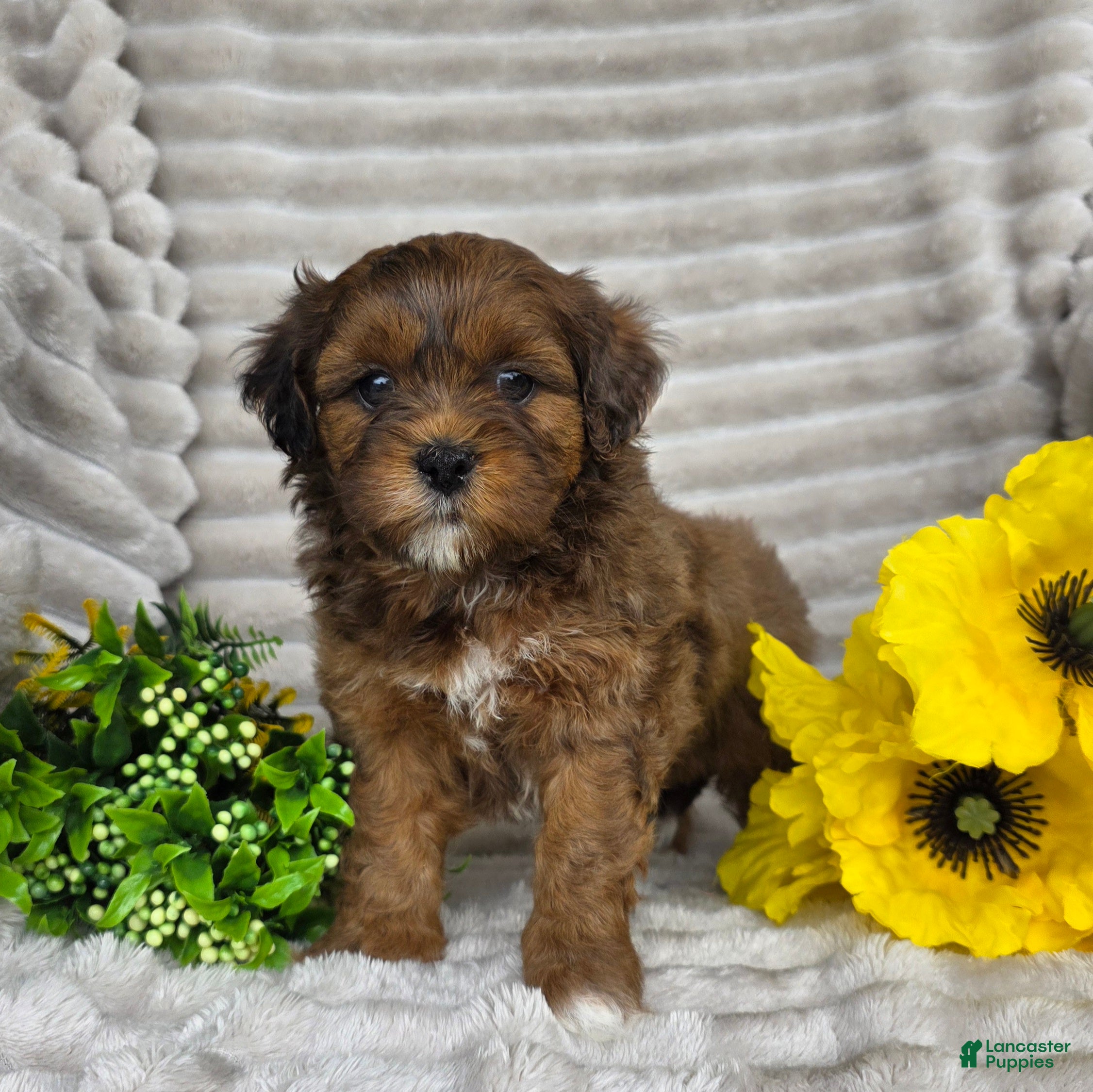 Shihpoo dogs Carli - Ad 1