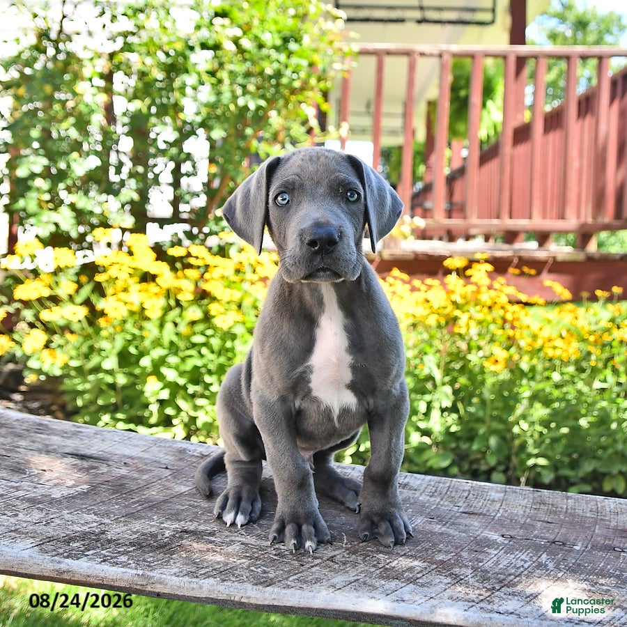Great Dane dogs Lucky - Ad 2
