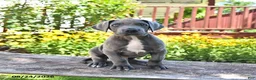 Great Dane dogs for sale: Lucky - Ad 2