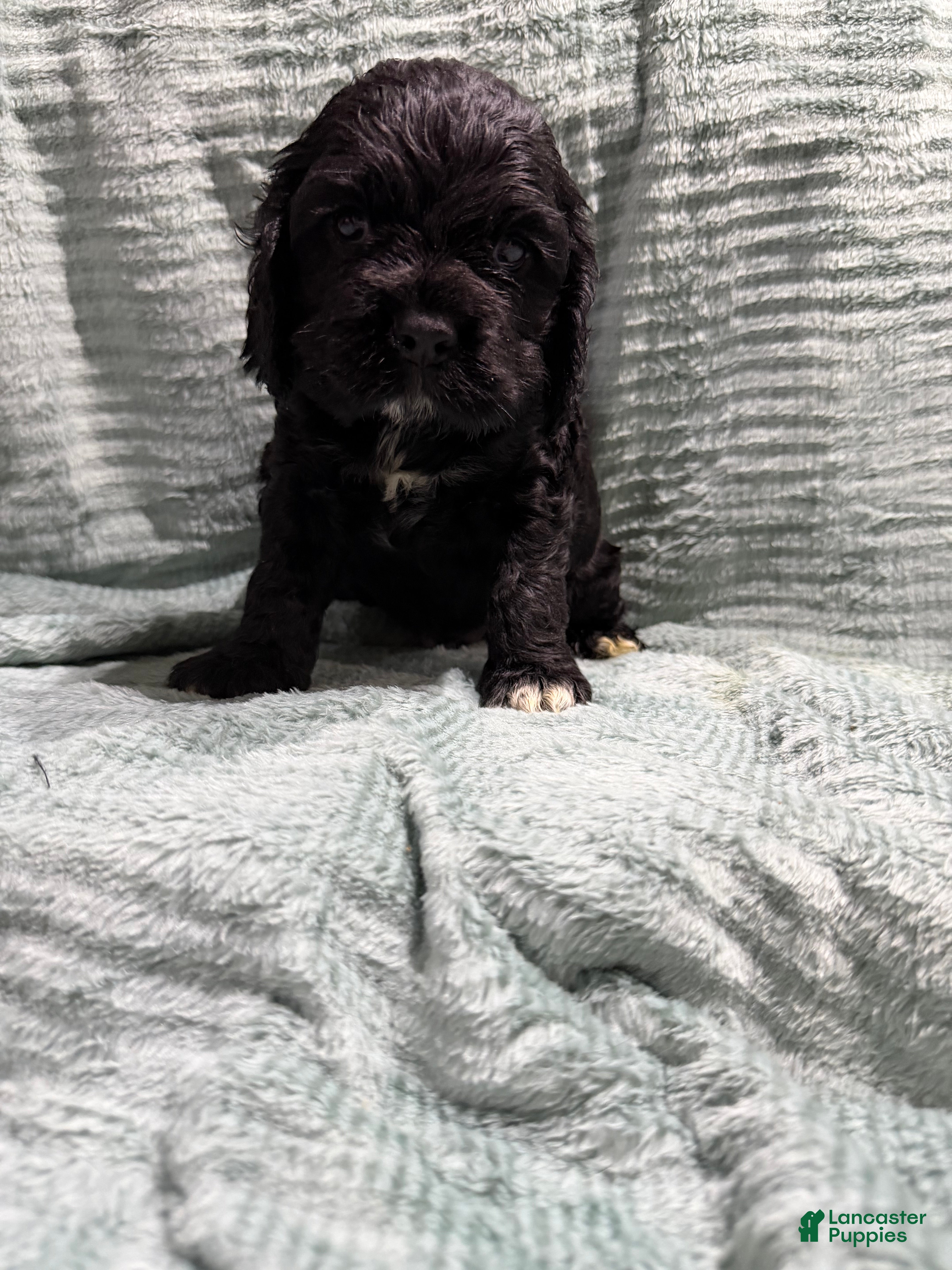 Cocker Spaniel dogs Cocker Spaniel Puppy 6 - Ad 30