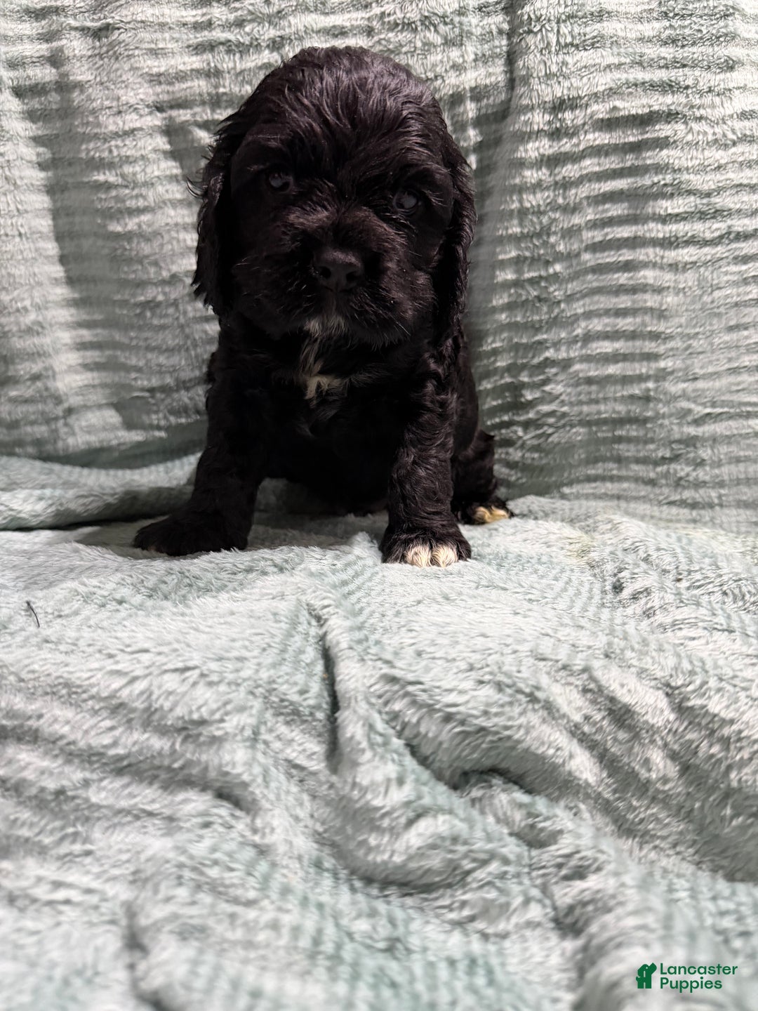 Cocker Spaniel dogs for sale: Cocker Spaniel Puppy 6 - Ad 1