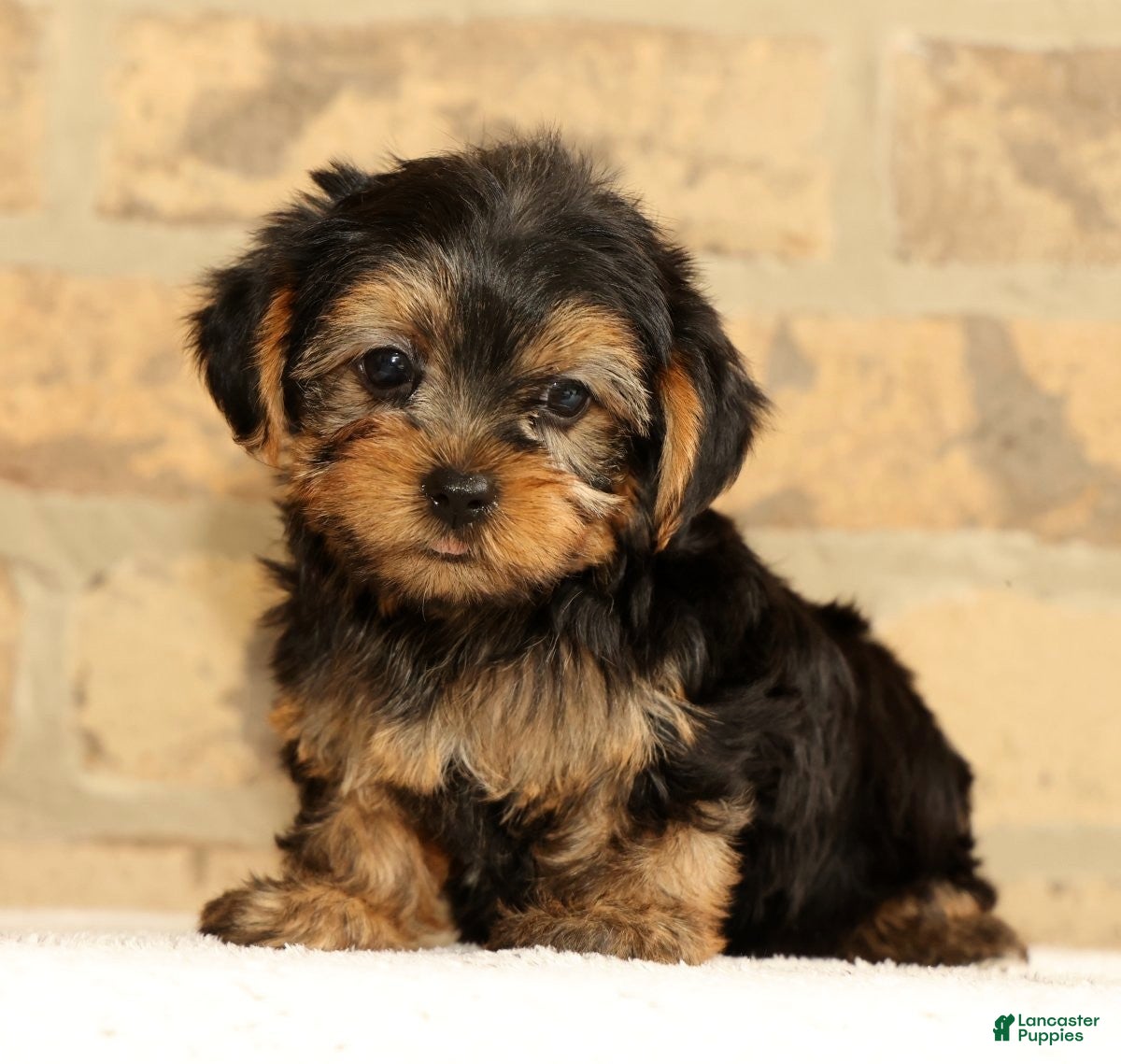 Yorkshire Terrier dogs Addy - Ad 1