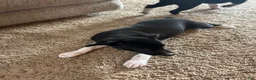 Rat Terrier dogs for sale: Abe - Ad 23