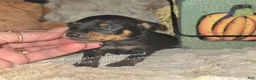 Miniature Pinscher dogs for sale: George  - Ad 5