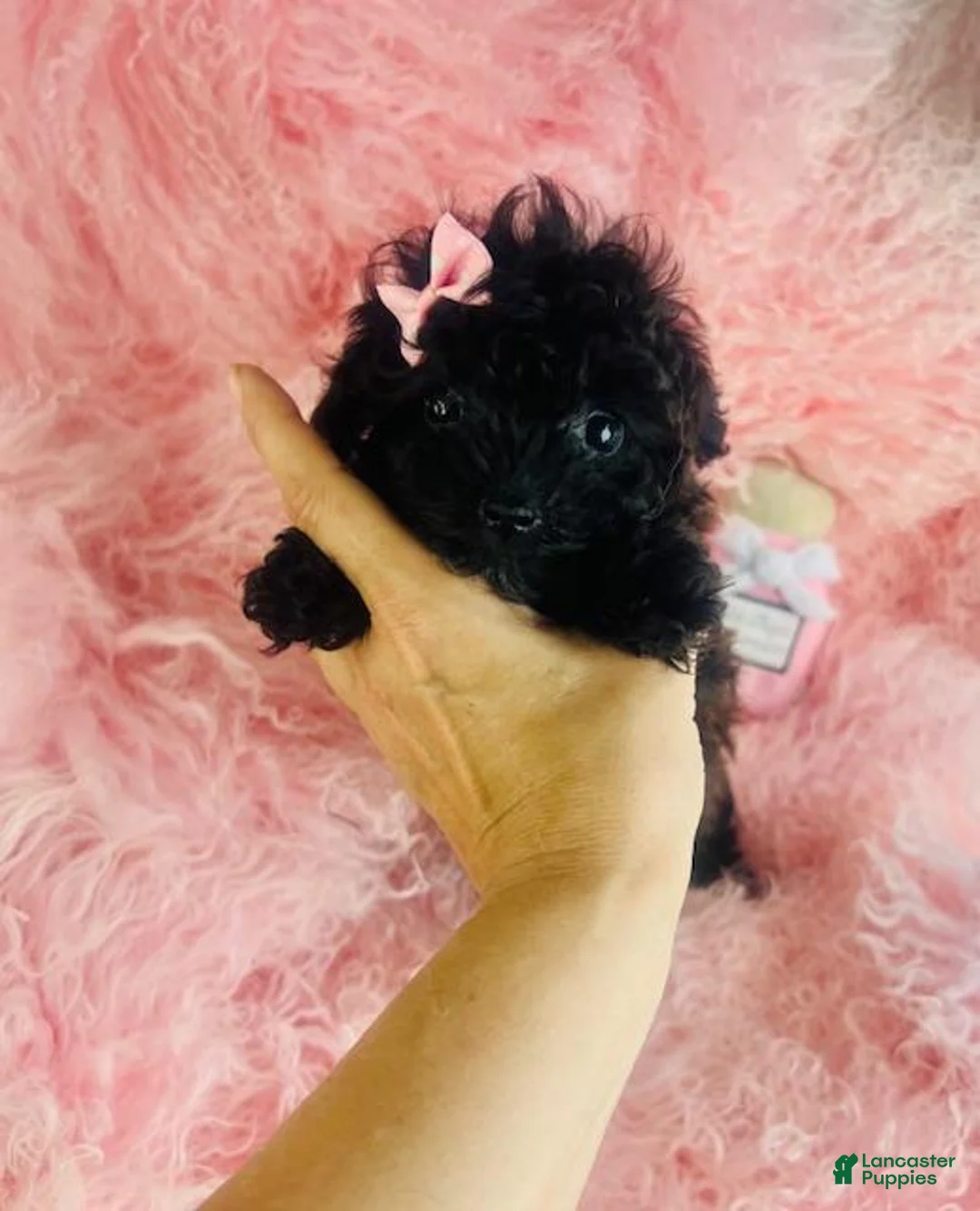 Toy Poodle dogs for sale: Toy Poodle 1 - Ad 2