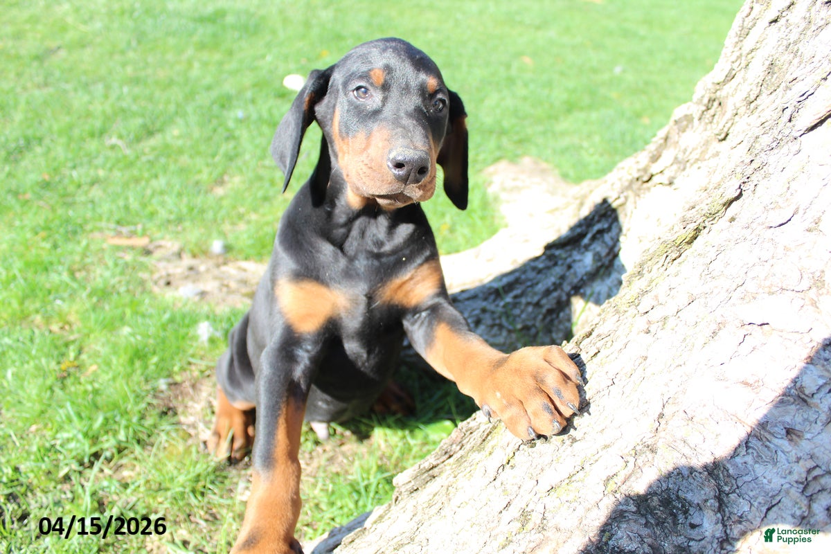 Doberman Pinscher dogs Ralph - Ad 2