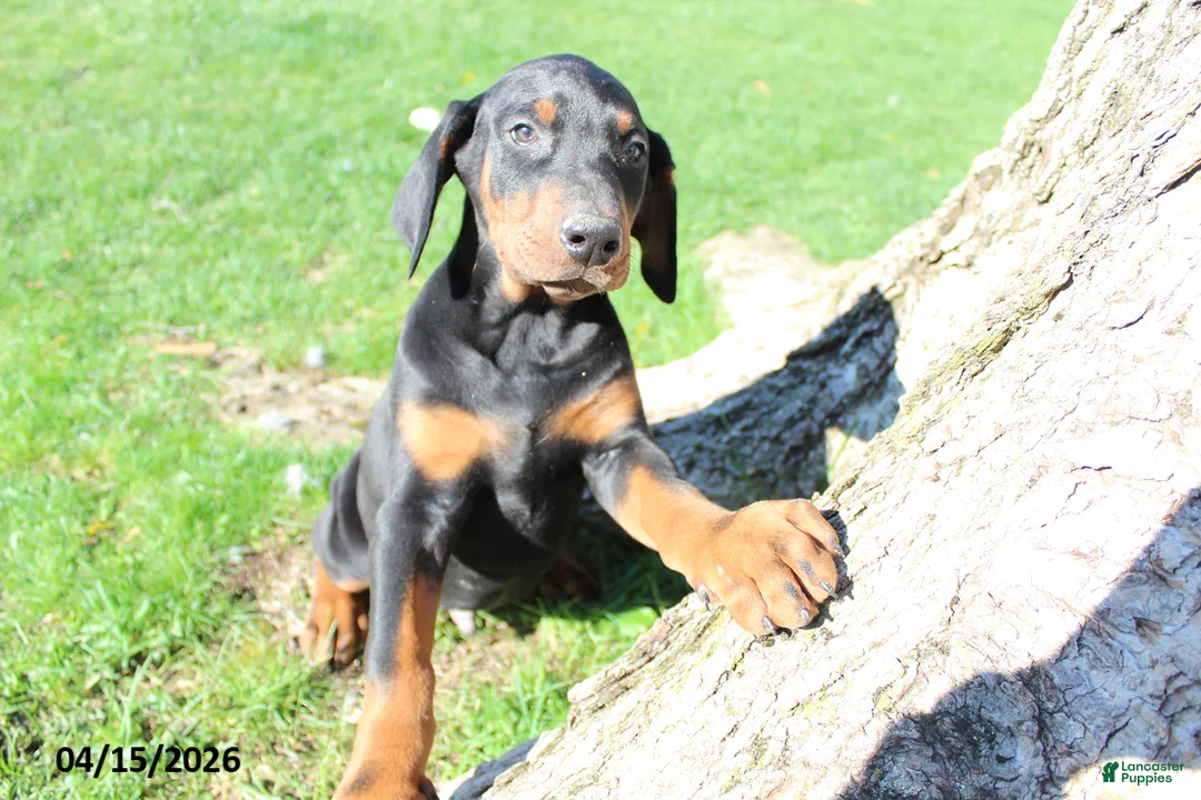 Doberman Pinscher dogs for sale: Ralph - Ad 2