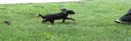 Miniature Poodle dogs for sale: Tanger - Ad 3