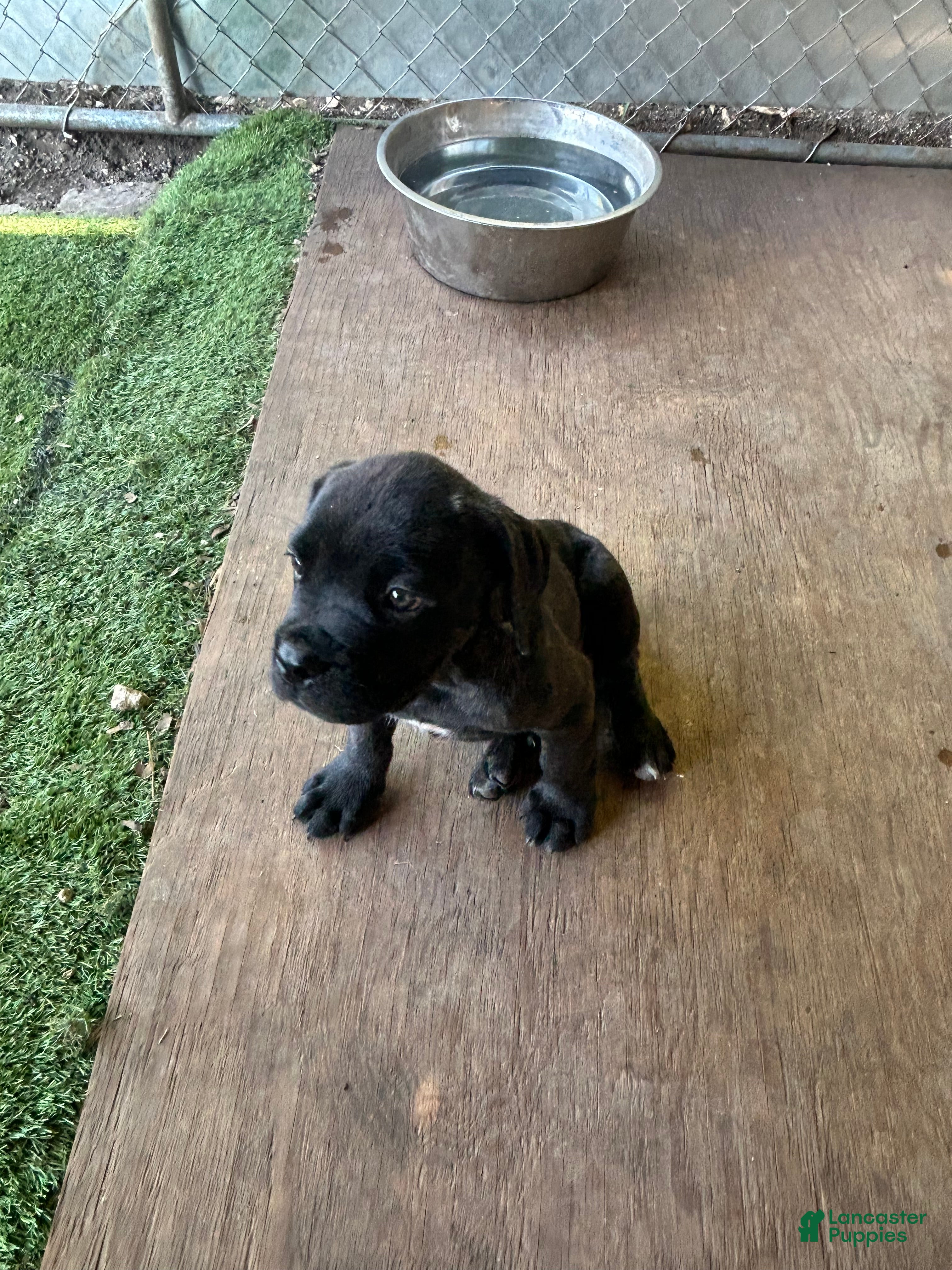 Cane Corso dogs Cane Corso 2 - Ad 1