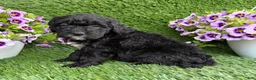 Mini Goldendoodle dogs for sale: Alex - Ad 3
