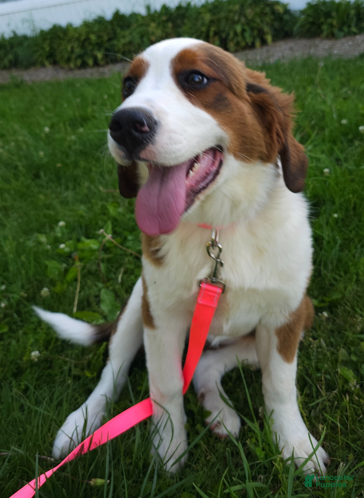 Mixed Breed dogs Mixed Breed Puppy 1 - Ad 2