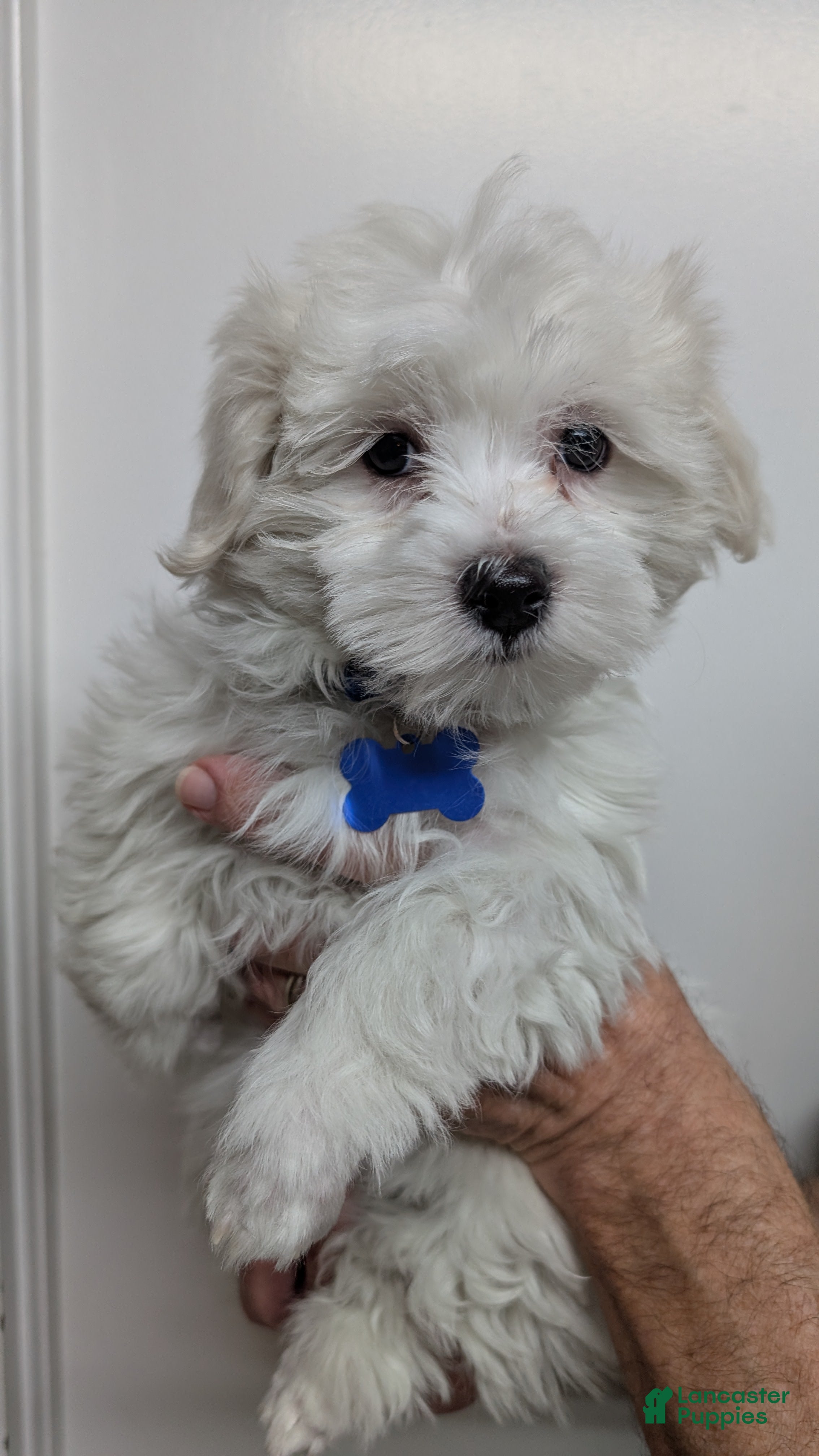 Maltese dogs Maltese Puppy 1 Spanky - Ad 18