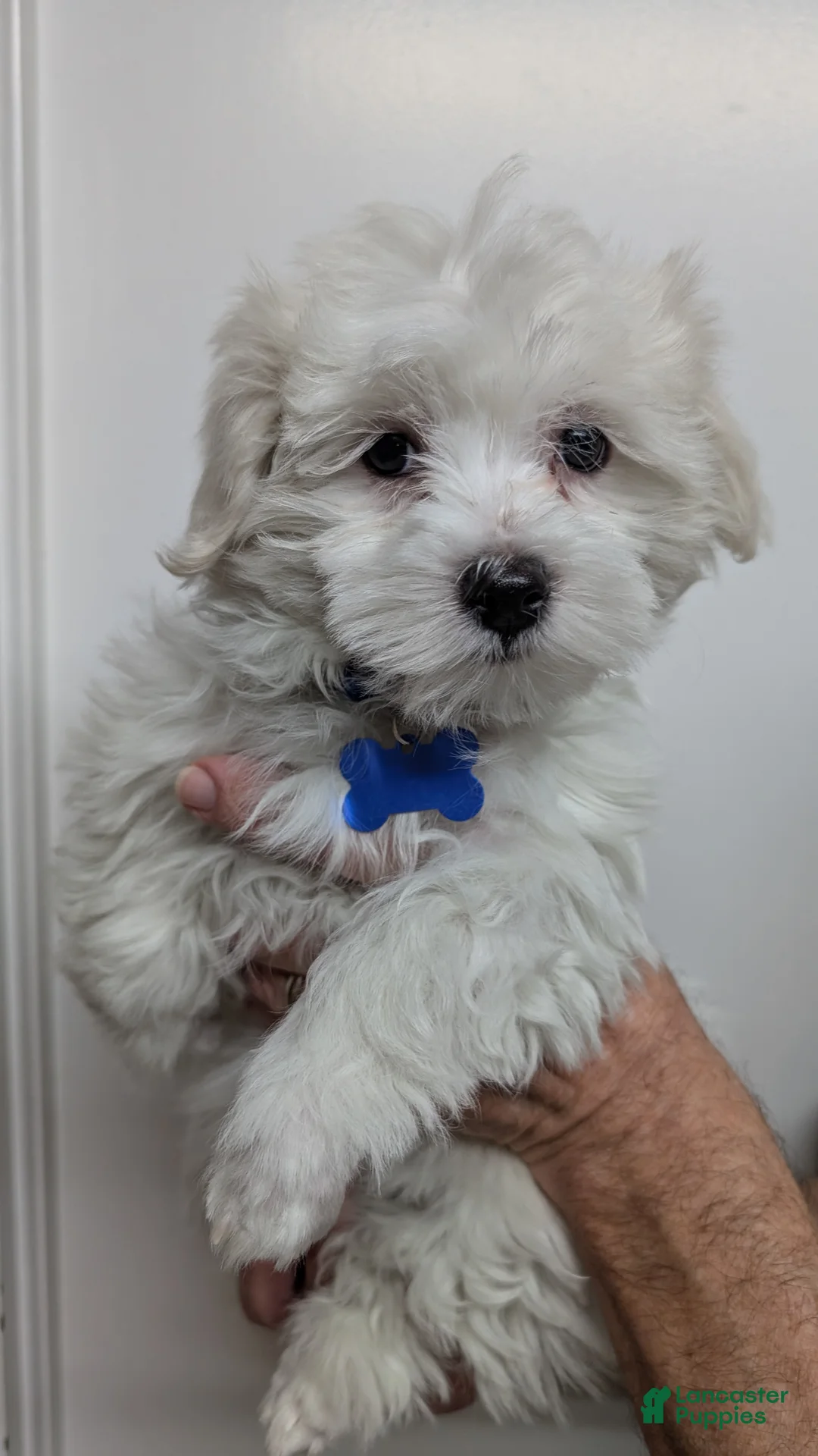 Maltese dogs for sale: Maltese Puppy 1 Spanky - Ad 1