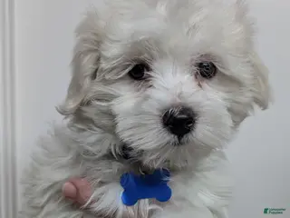 Maltese dogs Maltese Puppy 1 Spanky - Ad 18