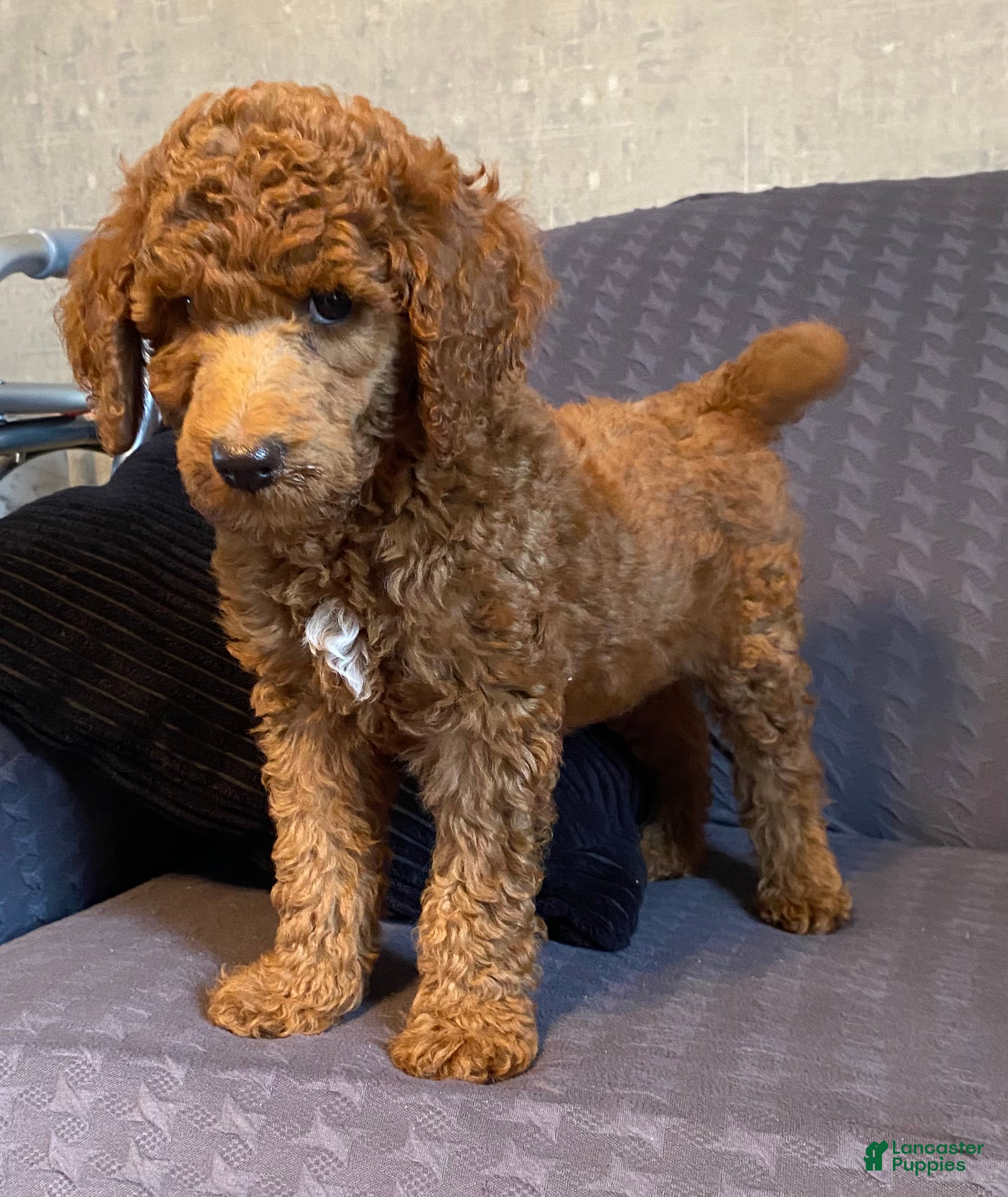Standard Poodle dogs Standard Poodle 3 - Ad 37