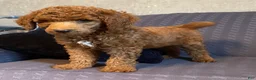 Standard Poodle dogs for sale: Standard Poodle 3 - Ad 1