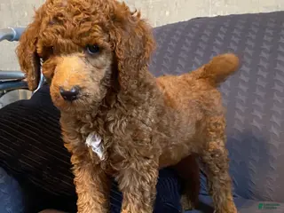 Standard Poodle dogs Standard Poodle 3 - Ad 37