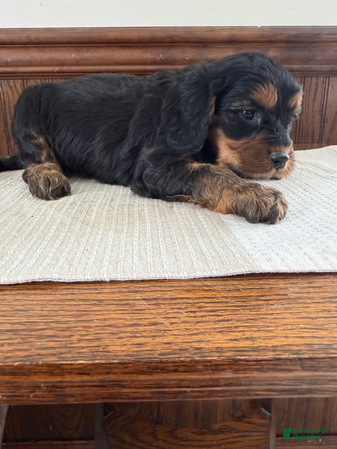 Cavapoo dogs for sale: Cavapoo Puppy 1 - Ad 2