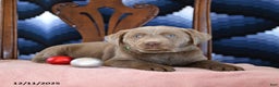 Labrador Retriever dogs for sale: Arie  - Ad 3