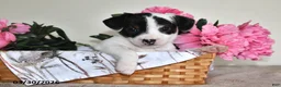 Jack Russell Terrier dogs for sale: Trixie - Ad 5